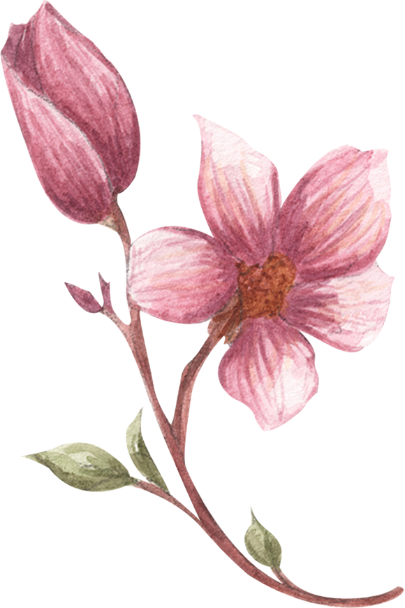 Magnolia Branch with Flower Illustration