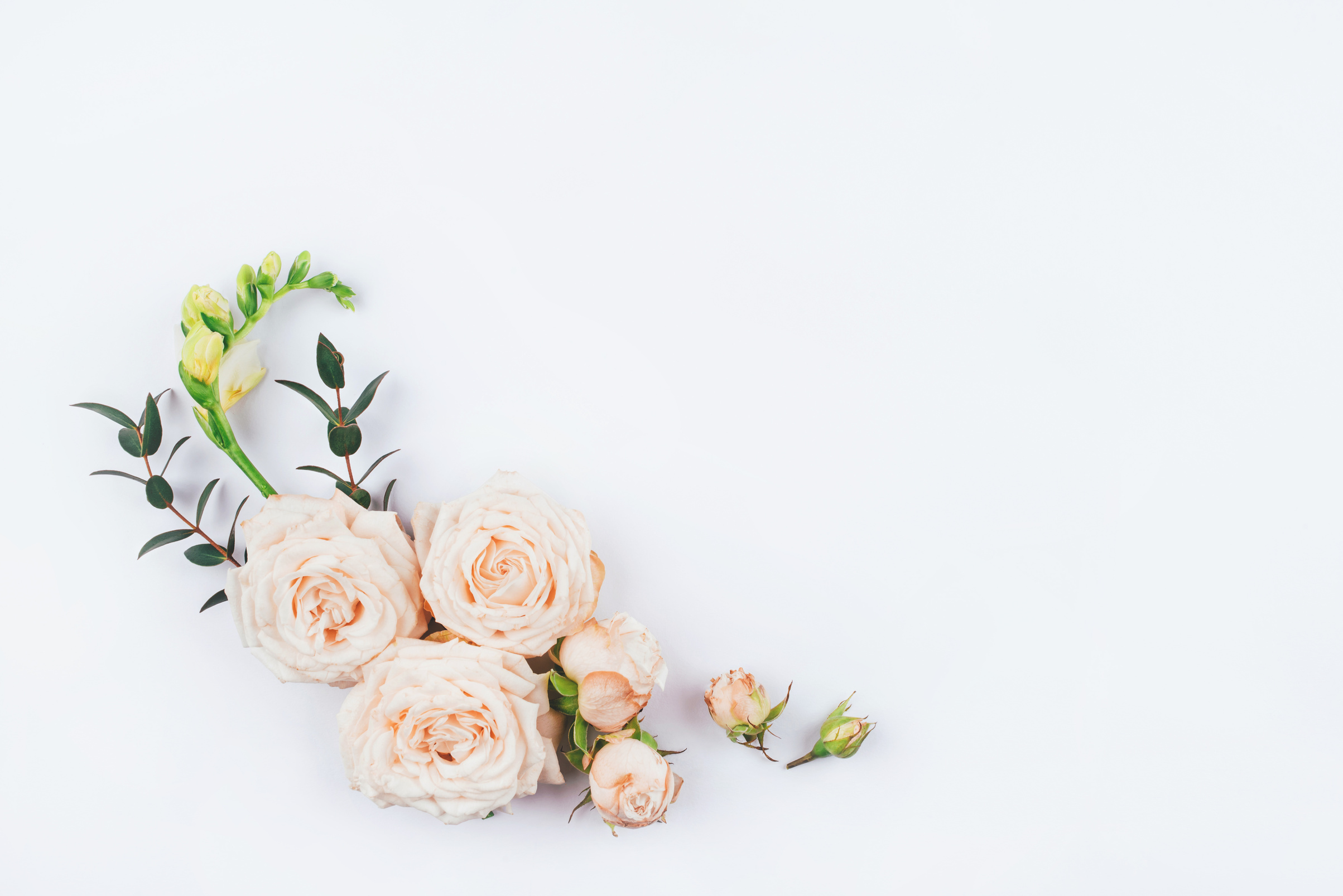 Rose Flowers and Eucalyptus Branches on a White Background.